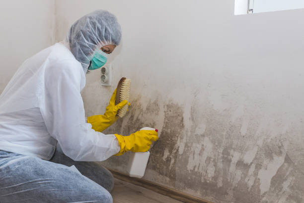 Best Certified Mold Removal  in Villisca, IA