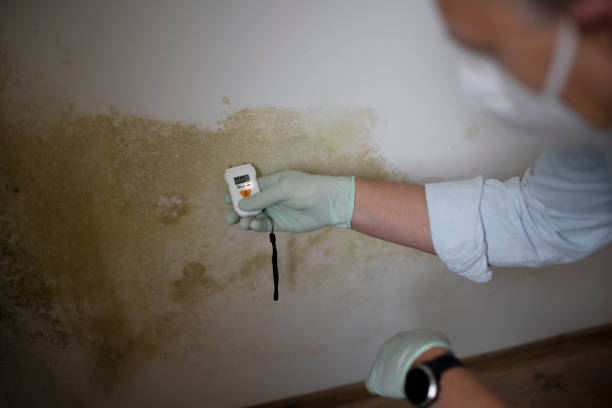 Best Toxic Mold Removal  in Villisca, IA
