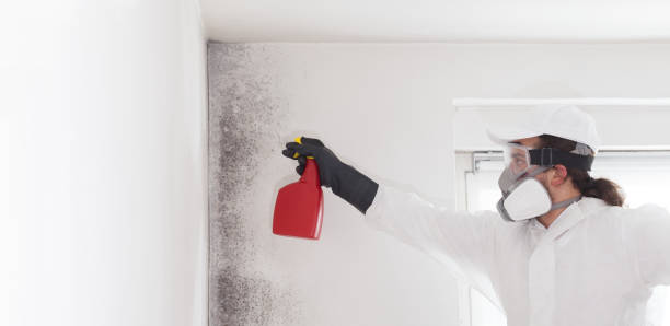 Best Mold Removal Specialists  in Villisca, IA